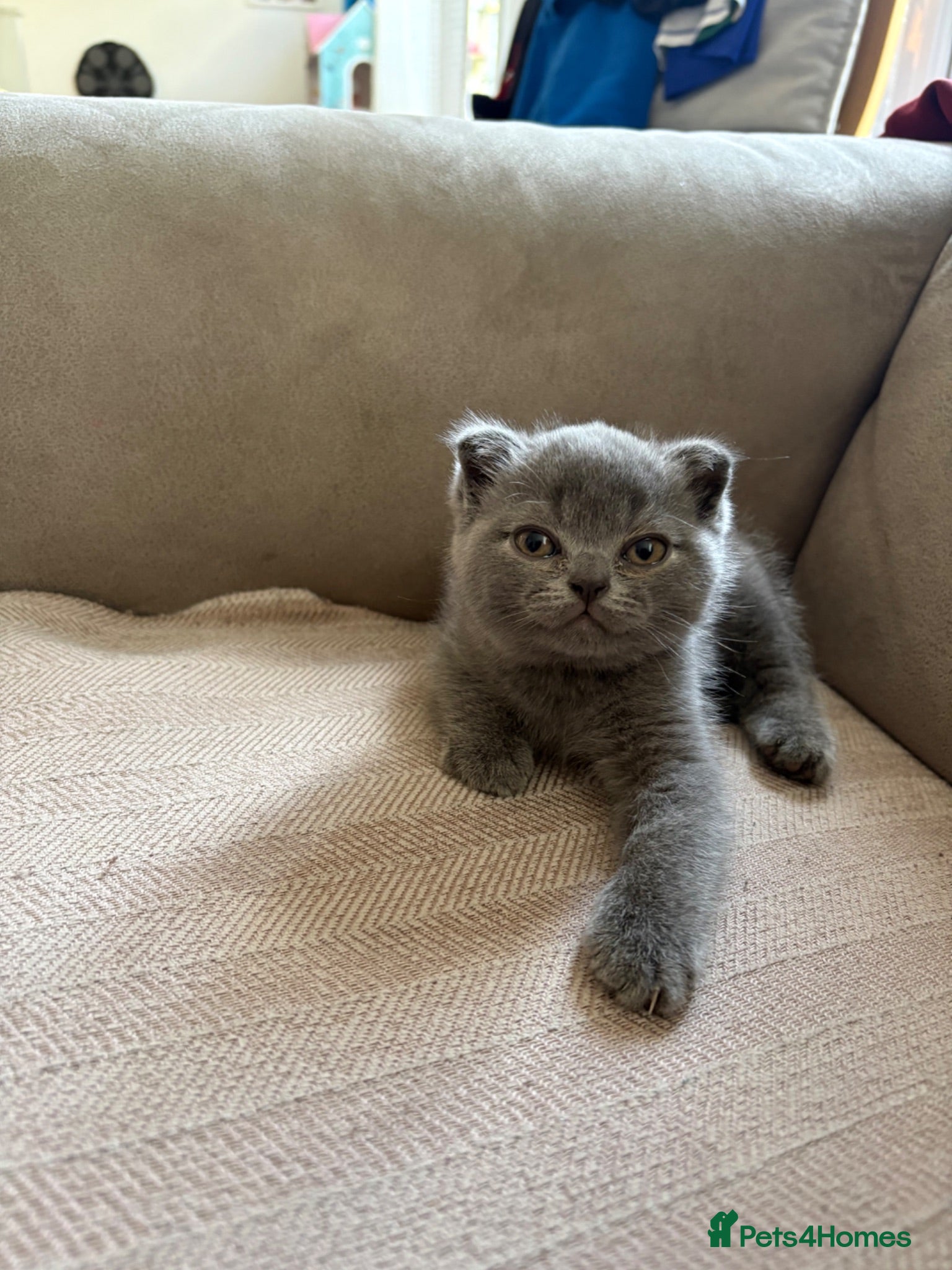 Scottish Fold cats Lovely kittens  - Advert 17
