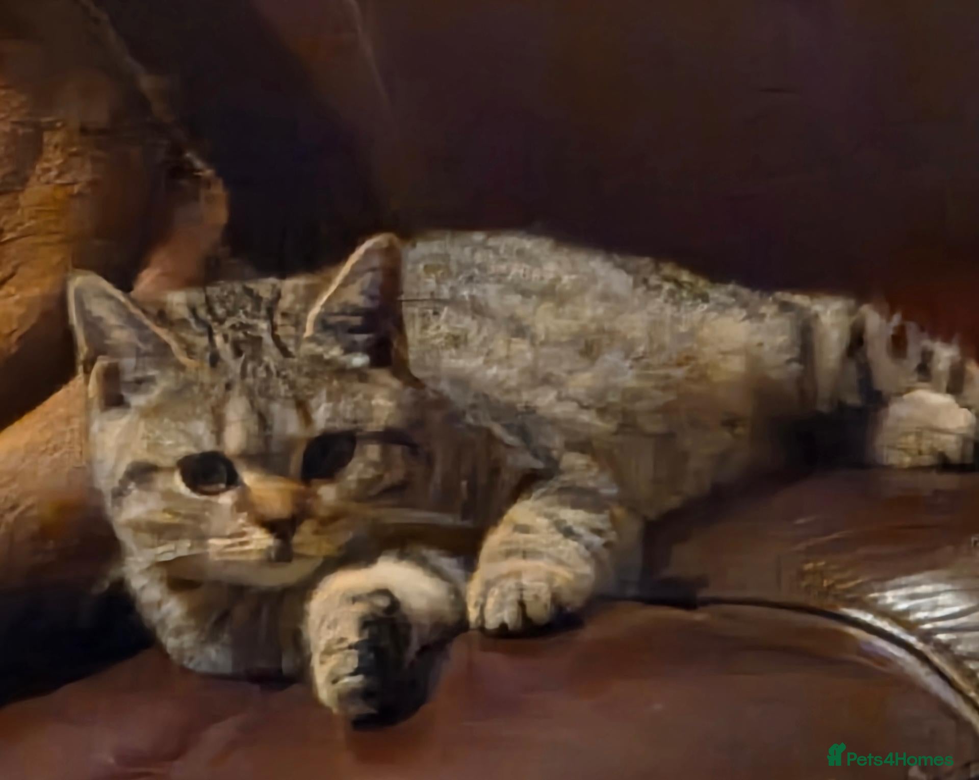 British Shorthair cats Gorgeous British Shorthair  - Advert 8