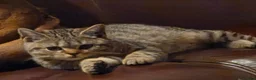 British Shorthair cats for sale: Gorgeous British Shorthair  - Advert 6