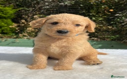 Labradoodle dogs for sale: F1 labradoodle  - Image 18