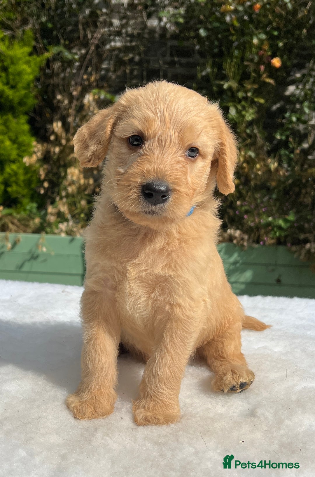 Labradoodle dogs for sale: F1 labradoodle  - Image 18