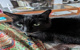 Mixed Breed cats for sale: Binxx - Image 3
