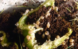 Snails invertebrates for sale: Baby Giant African Land Snails  - Image 6