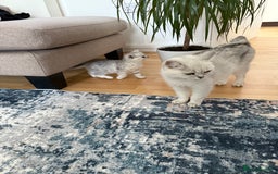 British Shorthair cats for sale: BSH Silver Tabby kittens for Sale! - Image 9