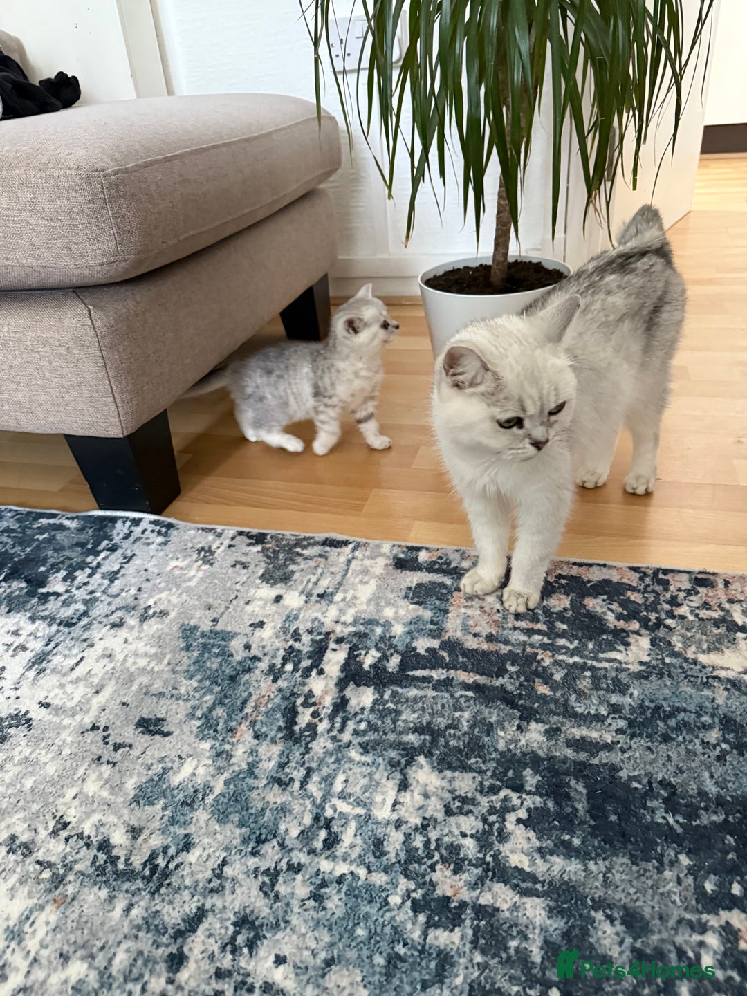 British Shorthair cats for sale: BSH Silver Tabby kittens for Sale! - Image 9