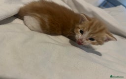 Mixed Breed cats for sale: 3 beautiful fluffy kittins  - Image 16