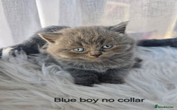 British Shorthair cats for sale: A charming kitten will be available in December. - Image 30