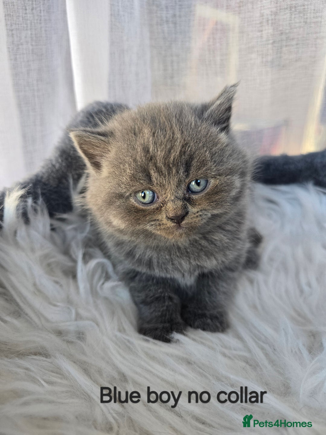 British Shorthair cats for sale: A charming kitten will be available in December. - Image 30