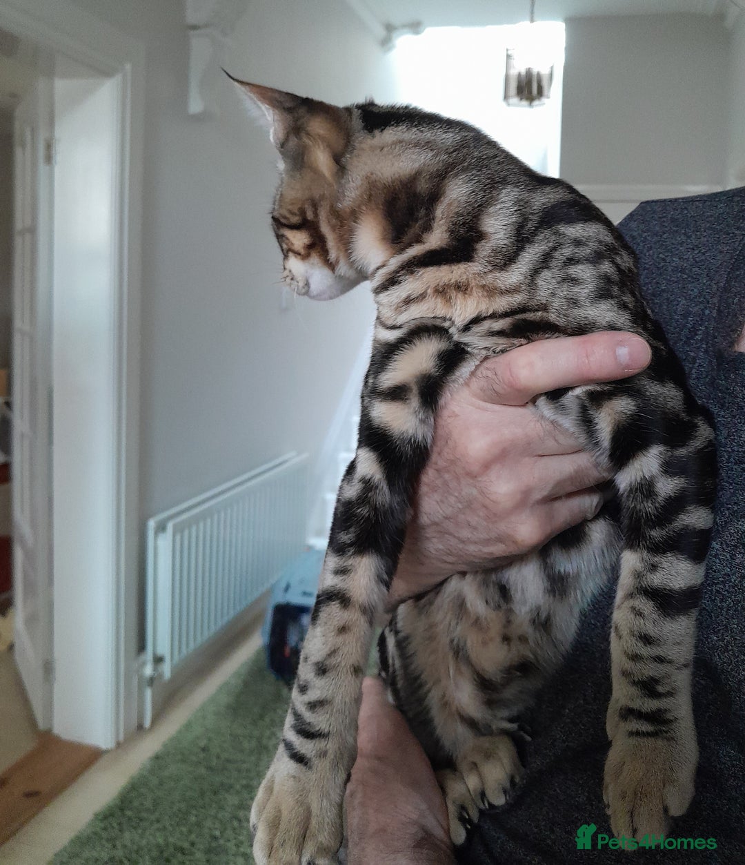 Savannah cats for sale: Full Pedigree TICA Reg Marbled Savannah Boy Kitten - Image 20