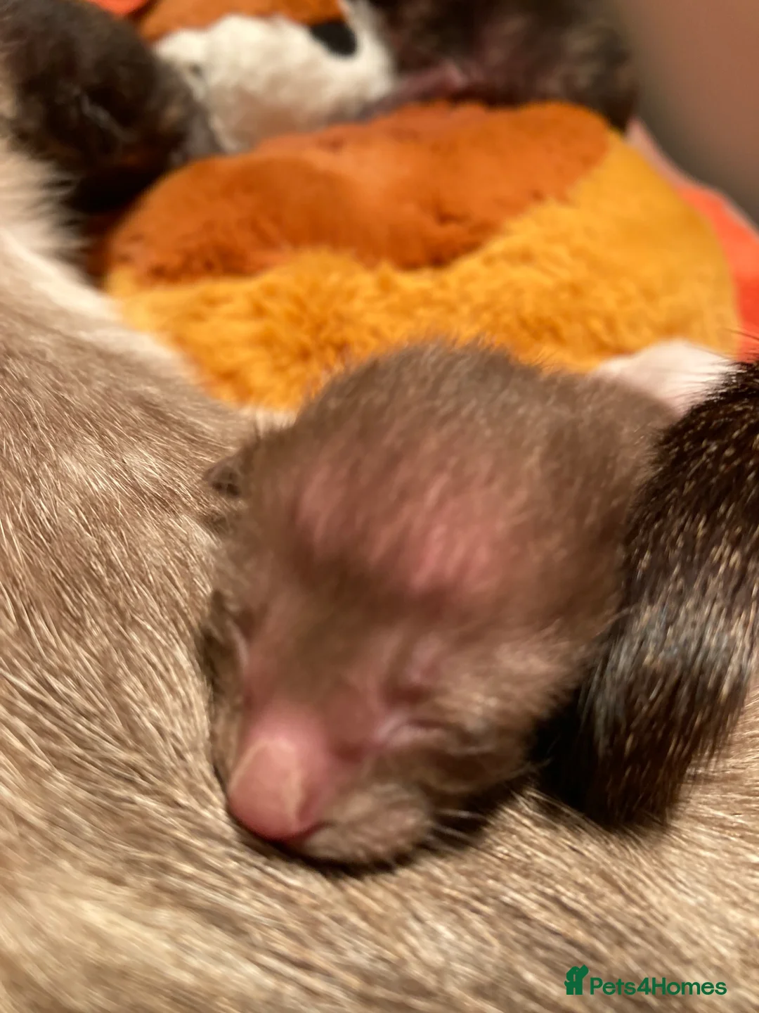 Oriental cats for sale: 2 Oriental girl kittens - Advert 5