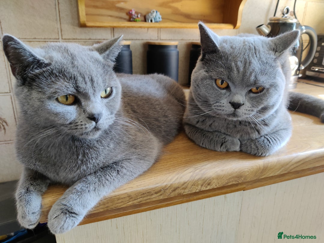 British Shorthair cats for sale: Show quality British Short Hair kittens - Advert 11