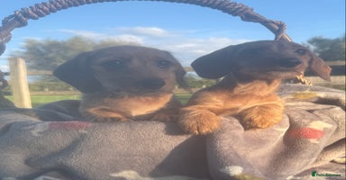 Miniature Dachshund dogs - Advert 7