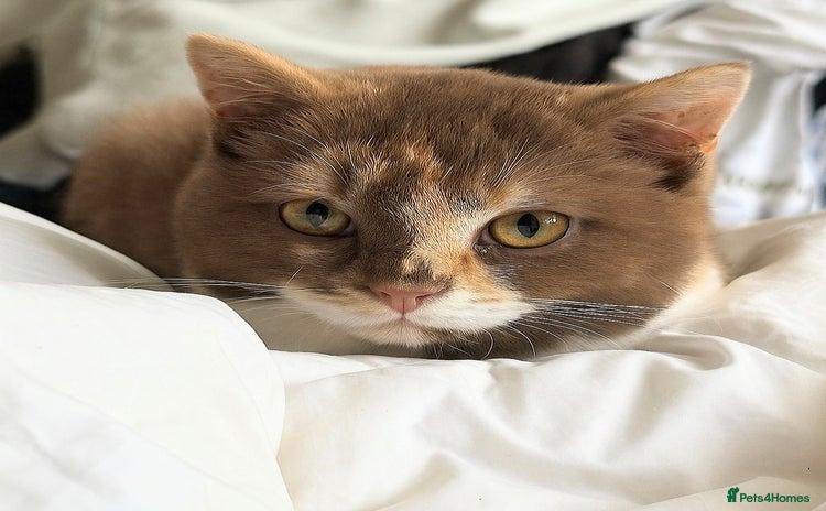 British Shorthair cats - Advert 15