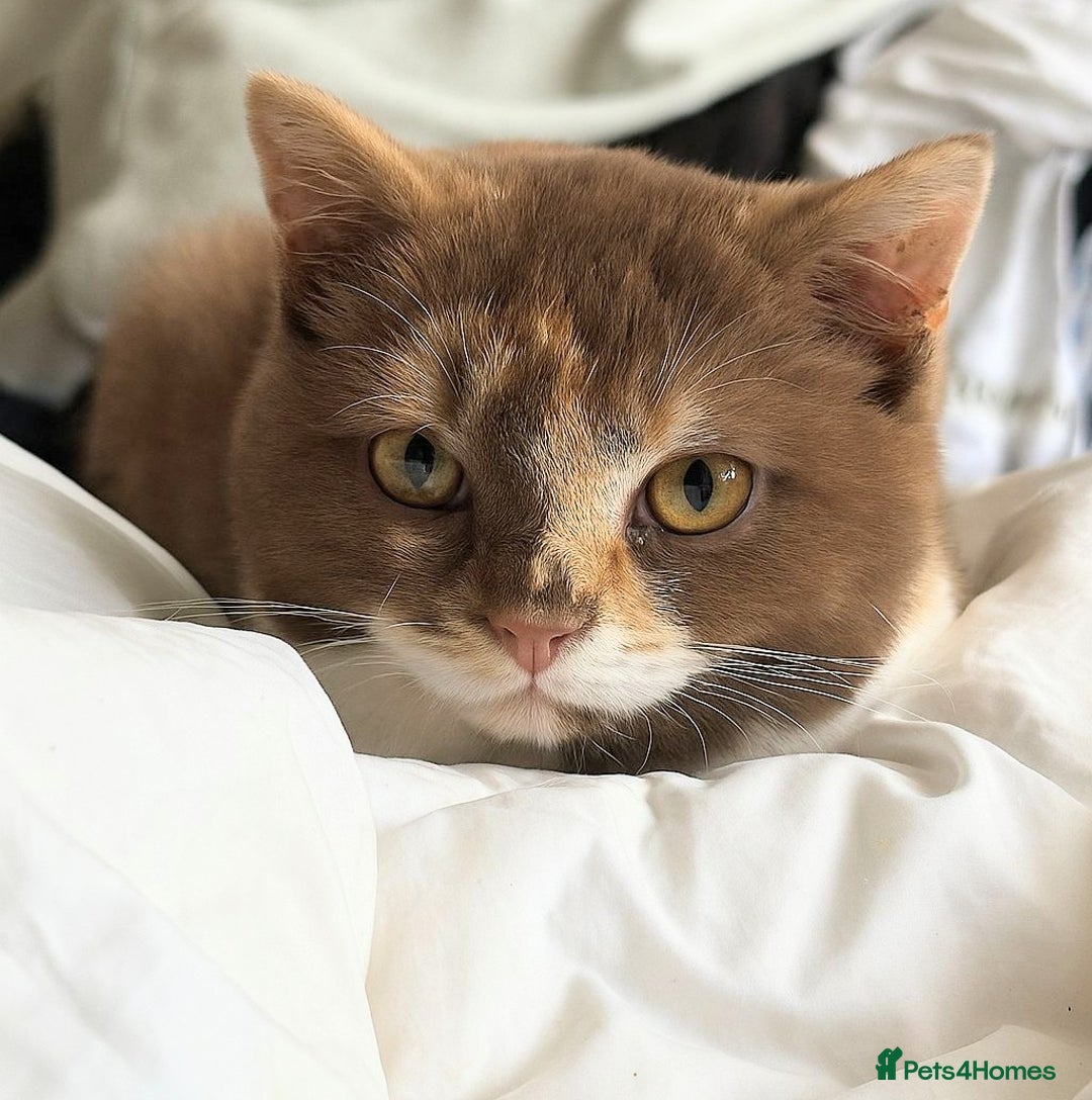 British Shorthair cats for sale: British shorthair kittens  - Image 3