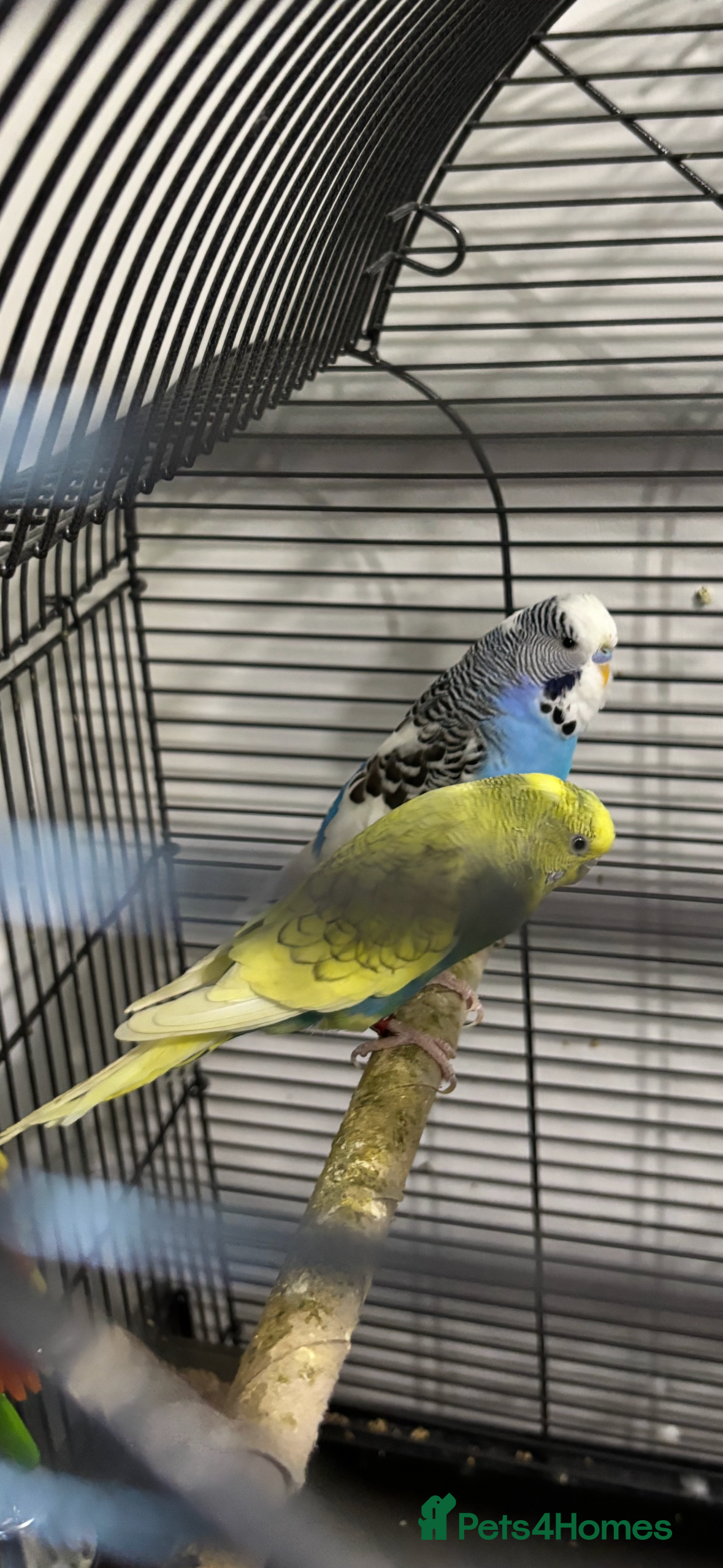 Budgerigars birds PAIR OF BUDGIES WITH CAGE ETC CAGE ONLY 2 MTHS OLD - Advert 1