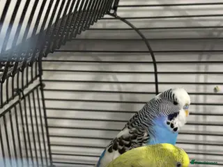 Budgerigars birds PAIR OF BUDGIES WITH CAGE ETC CAGE ONLY 2 MTHS OLD - Advert 1