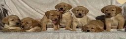 Labrador Retriever dogs for sale: Beautiful litter of KC reg Labrador puppies  - Advert 8