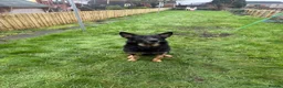 German Shepherd dogs for sale: 4 Year old Male German Shepherd  - Advert 4