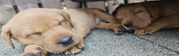 Labrador Retriever dogs for sale: Red fox Labradors  in Whitley Bay - Advert 11