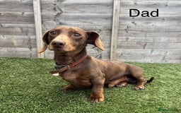 Mixed Breed dogs for sale: Top Quality F1 Docker Puppies - Image 10