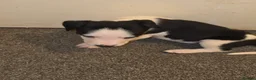 Border Collie dogs for sale: Border collie pups - Advert 13