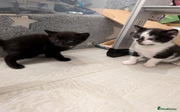 Domestic Shorthair cats for sale: Two Shorthair Kittens - Image 1