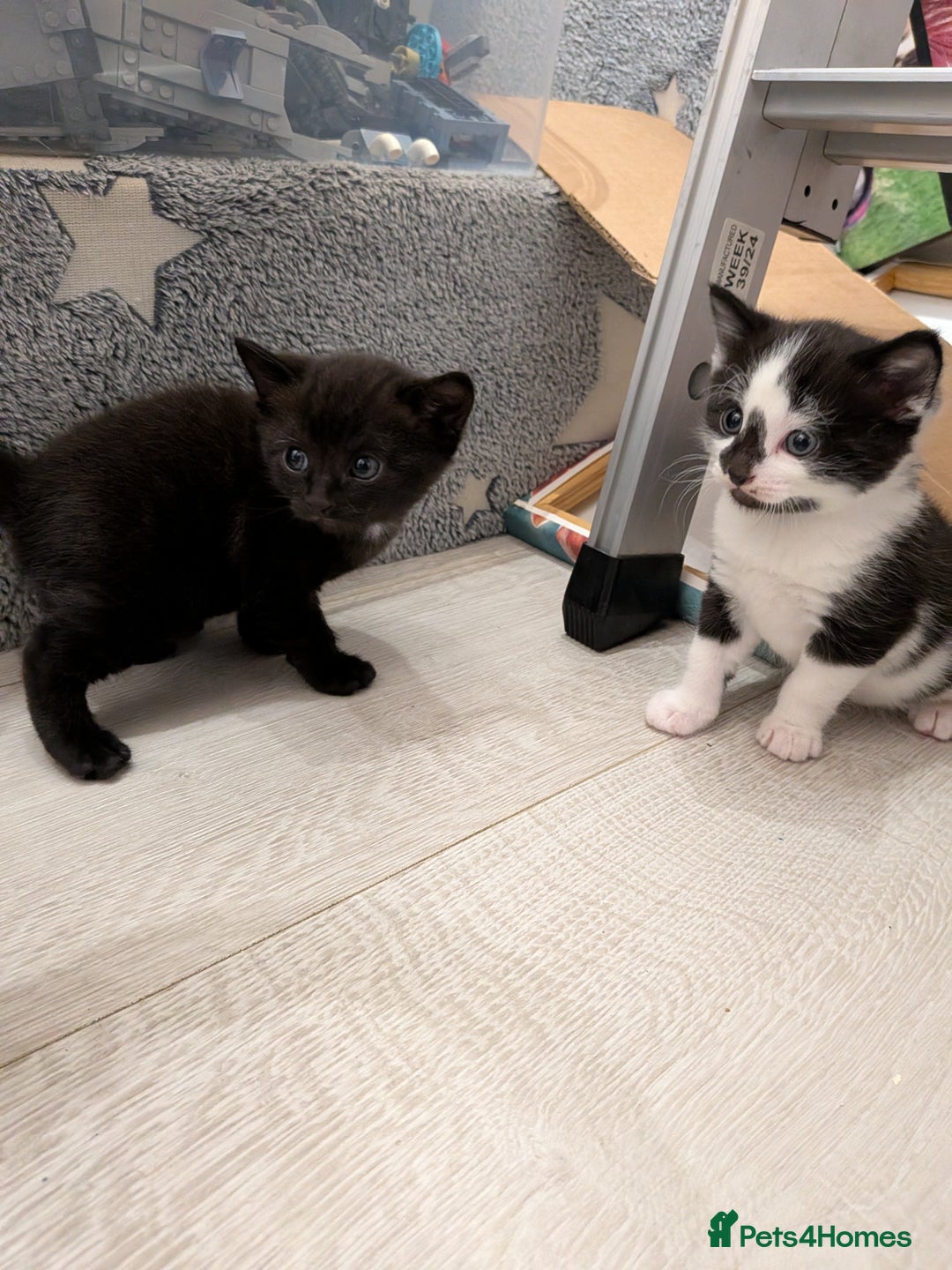 Domestic Shorthair cats for sale: Two Shorthair Kittens - Image 1