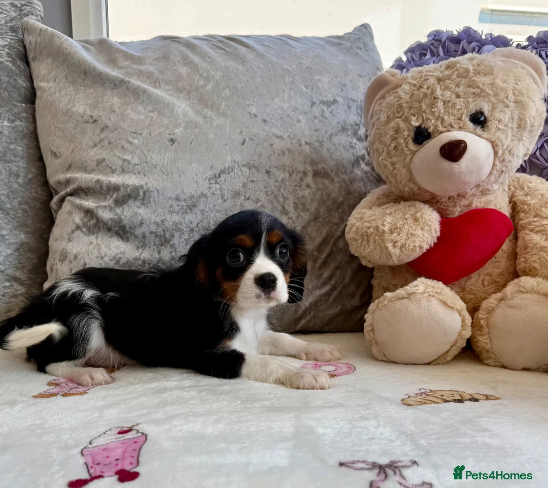Cavalier King Charles Spaniel dogs for sale: Stunning KC registered tri girls - Advert 1