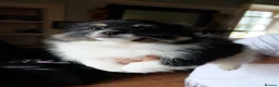 Mixed Breed dogs for sale: Gorgeous Pomeranian × Japanese Spitz Puppies in Falkirk - Advert 30