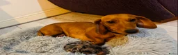 Miniature Dachshund dogs for sale: 🐶Miniature Dachshund Puppie - Advert 4