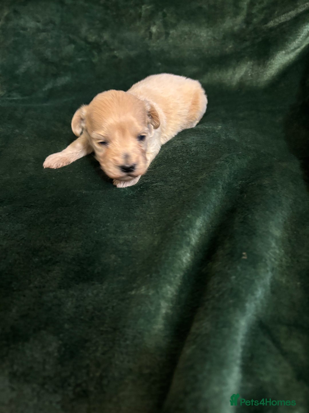 Maltipoo dogs for sale: Exquisite Maltipoo puppies  - Advert 14