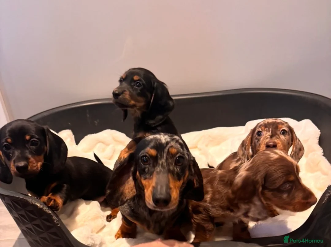 Miniature Dachshund dogs for sale: Miniature dachshund puppies - Advert 2