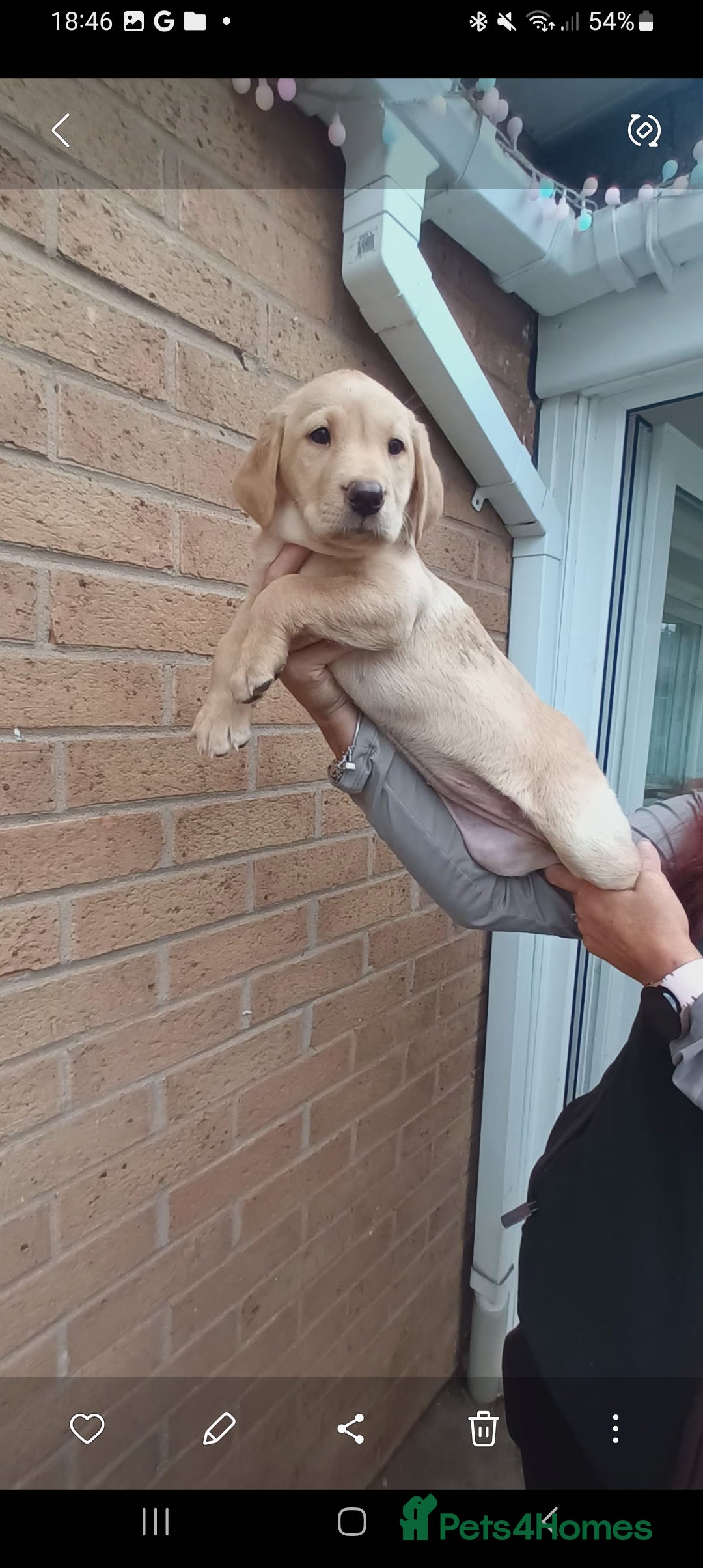 Labrador Retriever dogs for sale: X2 male x3 bitch lab pups  - Image 7