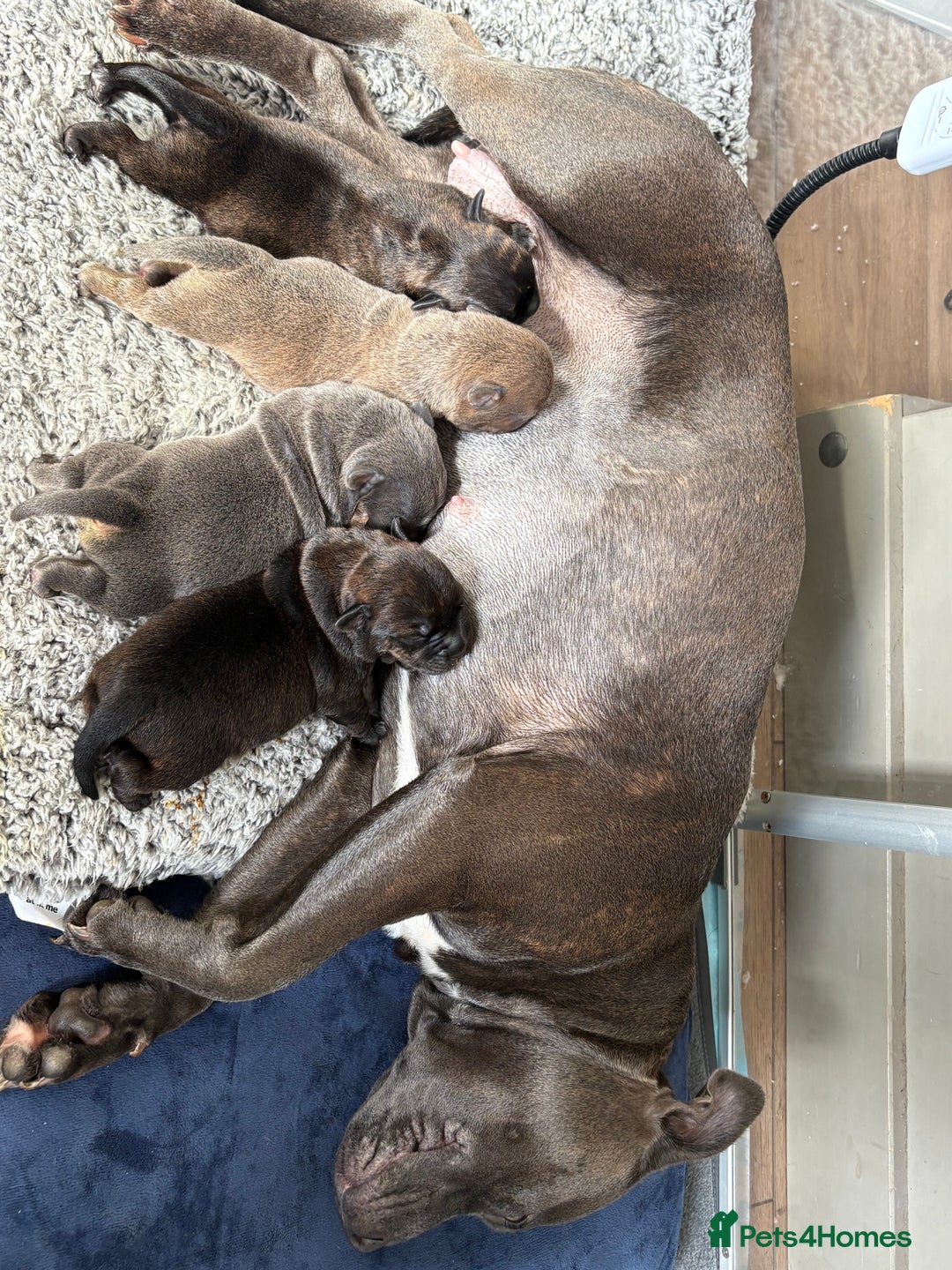 Staffordshire Bull Terrier dogs for sale: Staffordshire bull terrier puppy’s  - Image 3