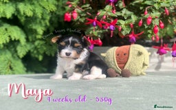 Yorkshire Terrier dogs for sale: Two Beautiful Biewer Terrier Girls! - Image 3