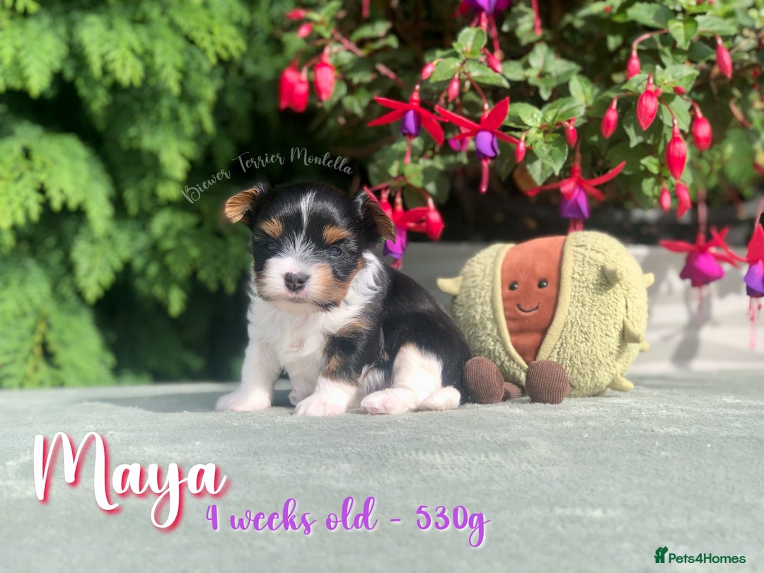 Yorkshire Terrier dogs for sale: Two Beautiful Biewer Terrier Girls! - Image 3