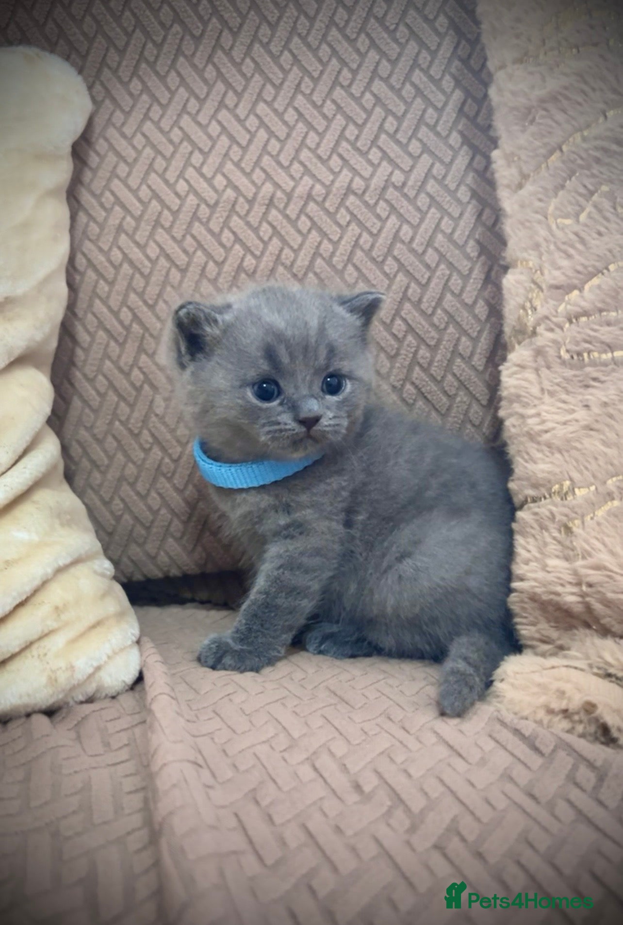 British Shorthair cats British shorthair kitten - Advert 1