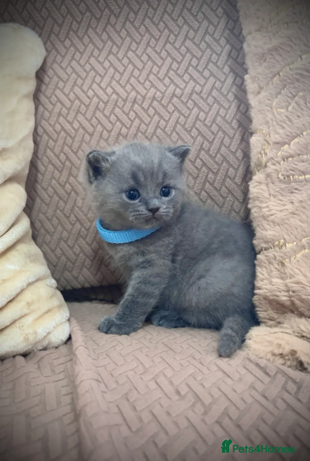 British Shorthair cats for sale: British shorthair kitten - Advert 1