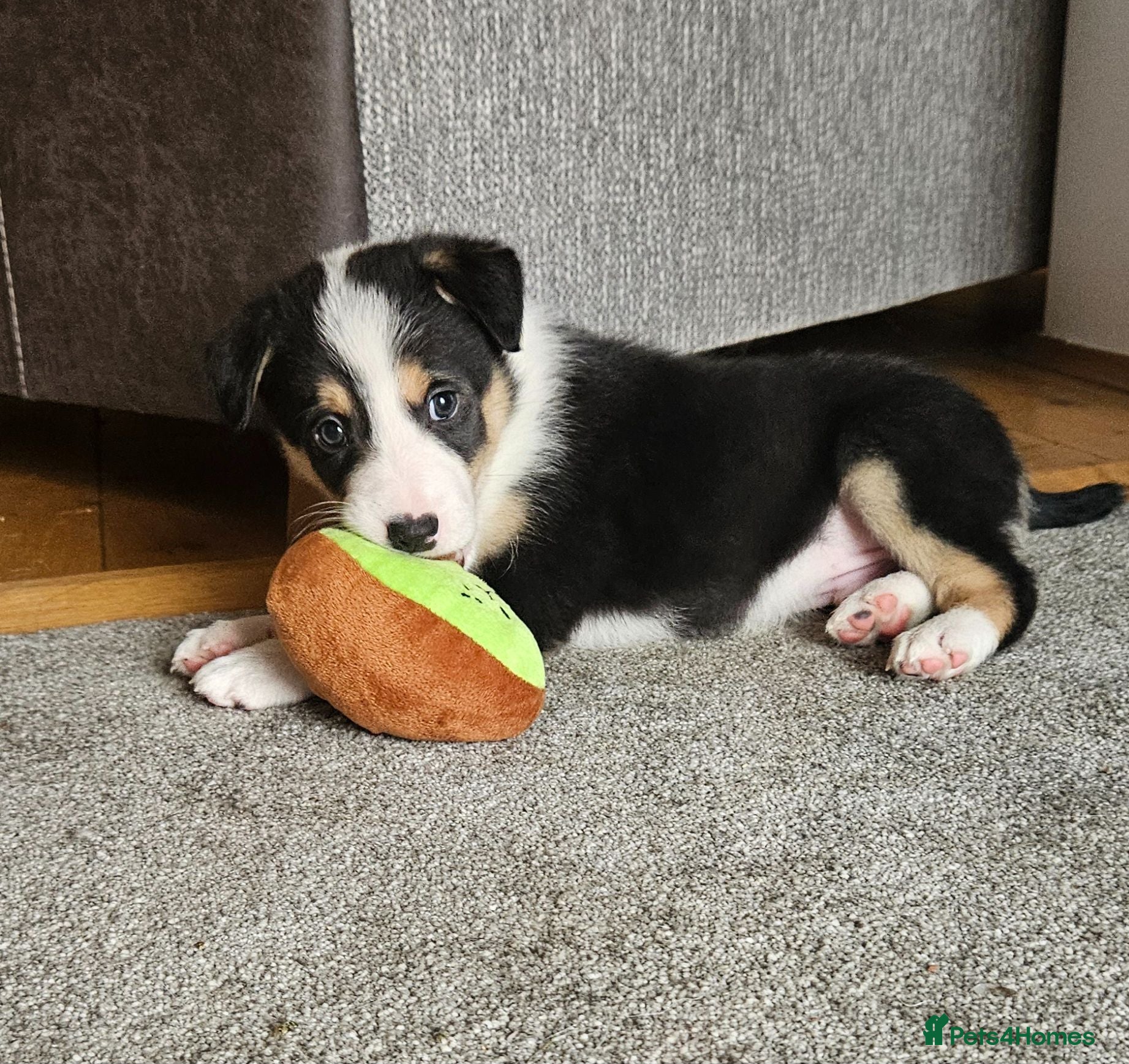 Border Collie dogs 🔥Unique tri border collie pups 🔥 - Advert 1