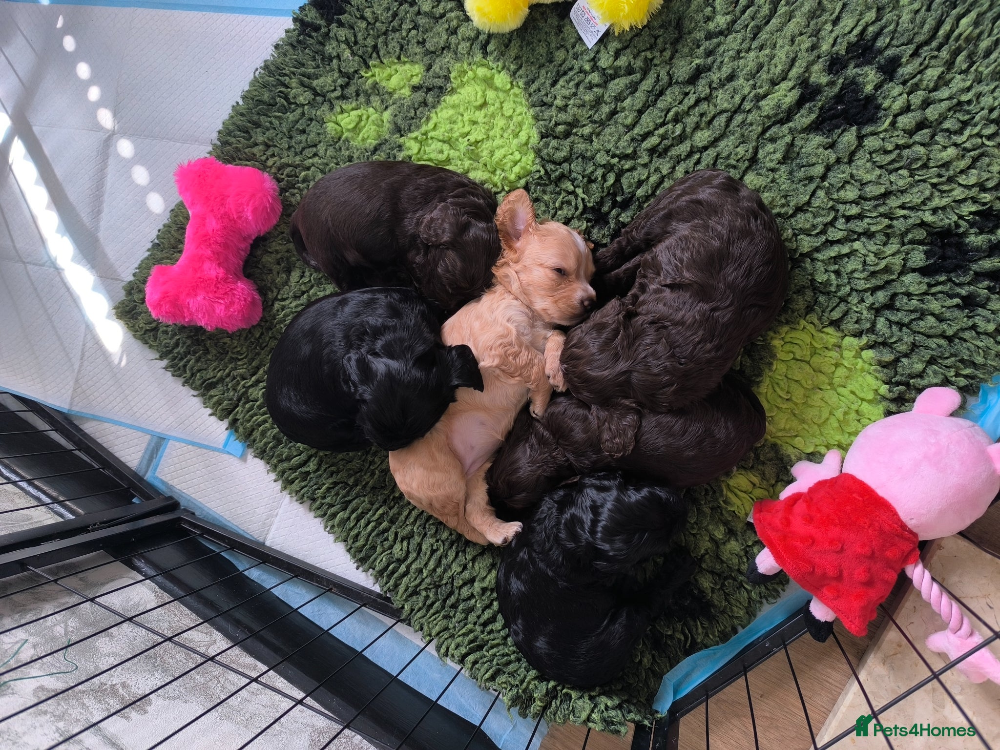 Cockapoo dogs  6 Gorgeous Cockapoo Puppies  - Advert 12