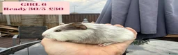 Guinea Pig rodents for sale: Baby Guinea Pigs-male & female - Advert 9