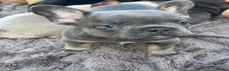 French Bulldog dogs for sale: 5 Chunky French Bulldog Puppies  - Advert 16