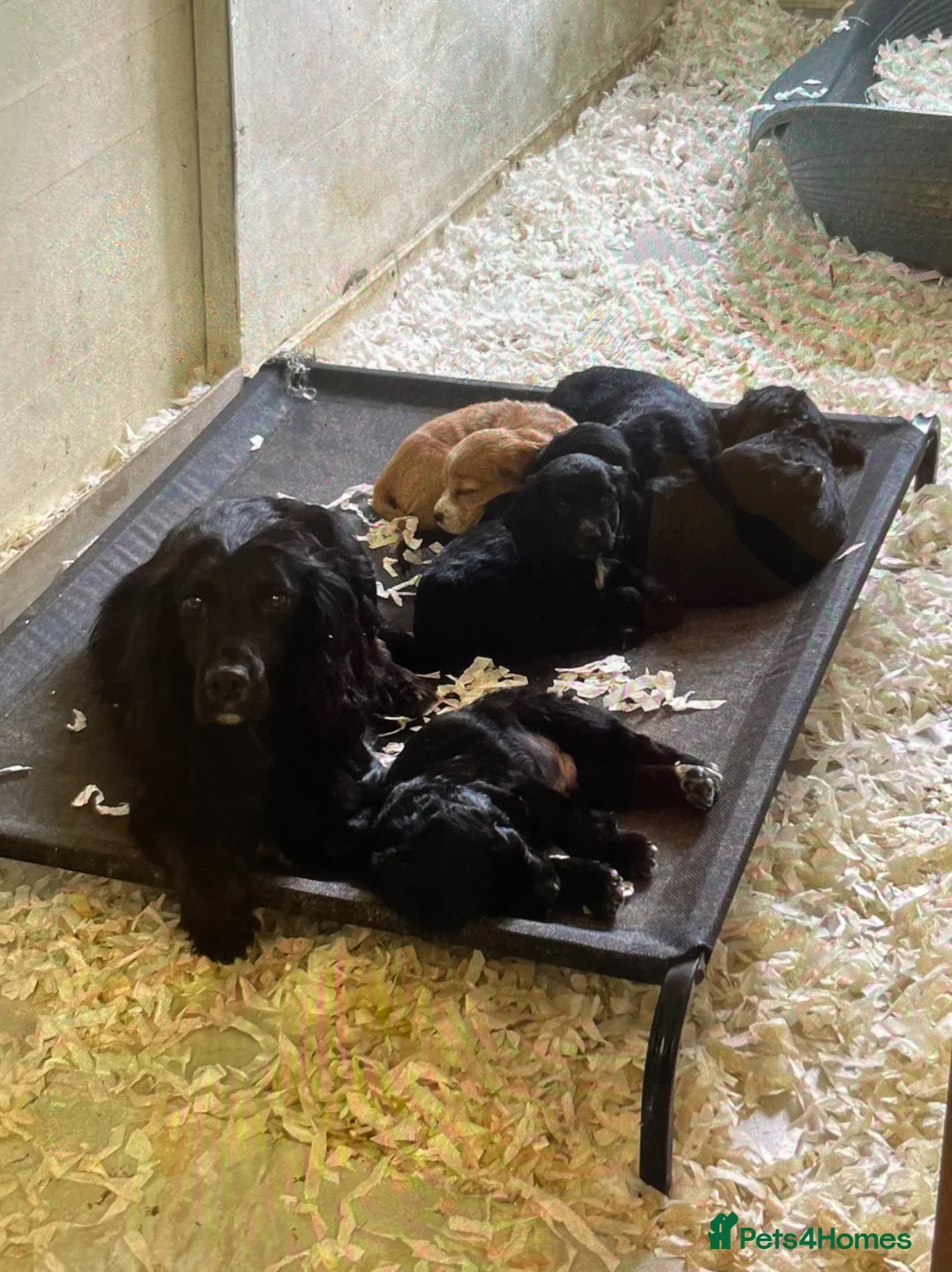Cocker Spaniel dogs for sale: KC Working cocker spaniel puppies  - Advert 1