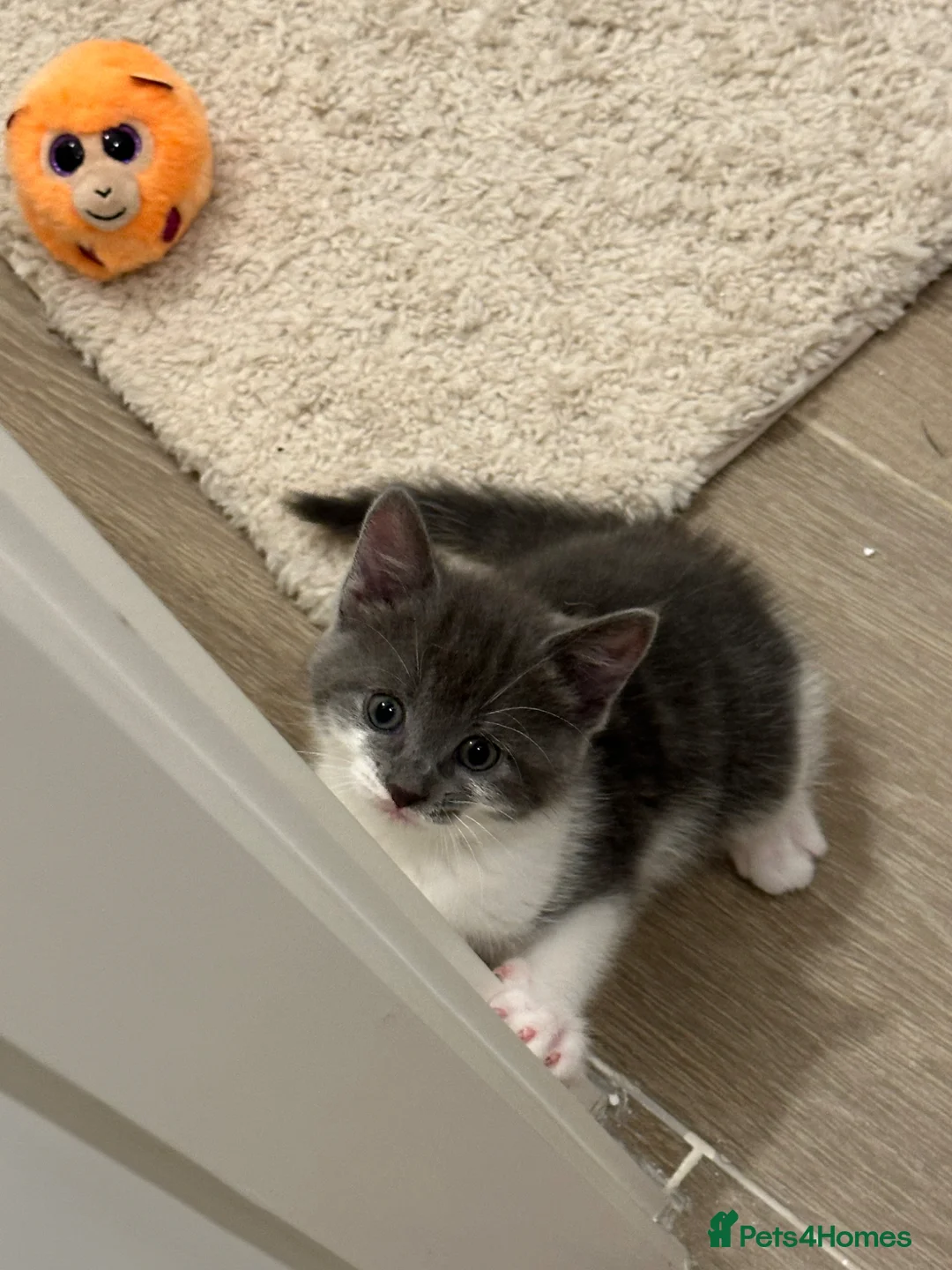 Mixed Breed cats for sale: Beautiful kittens  in Rugby - Advert 6