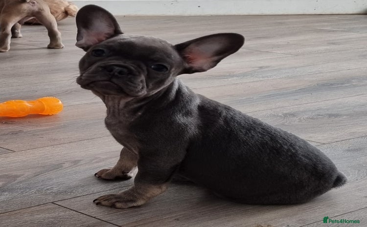 French Bulldog dogs - Advert 9