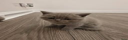 British Shorthair cats for sale: British shorthair - Advert 9