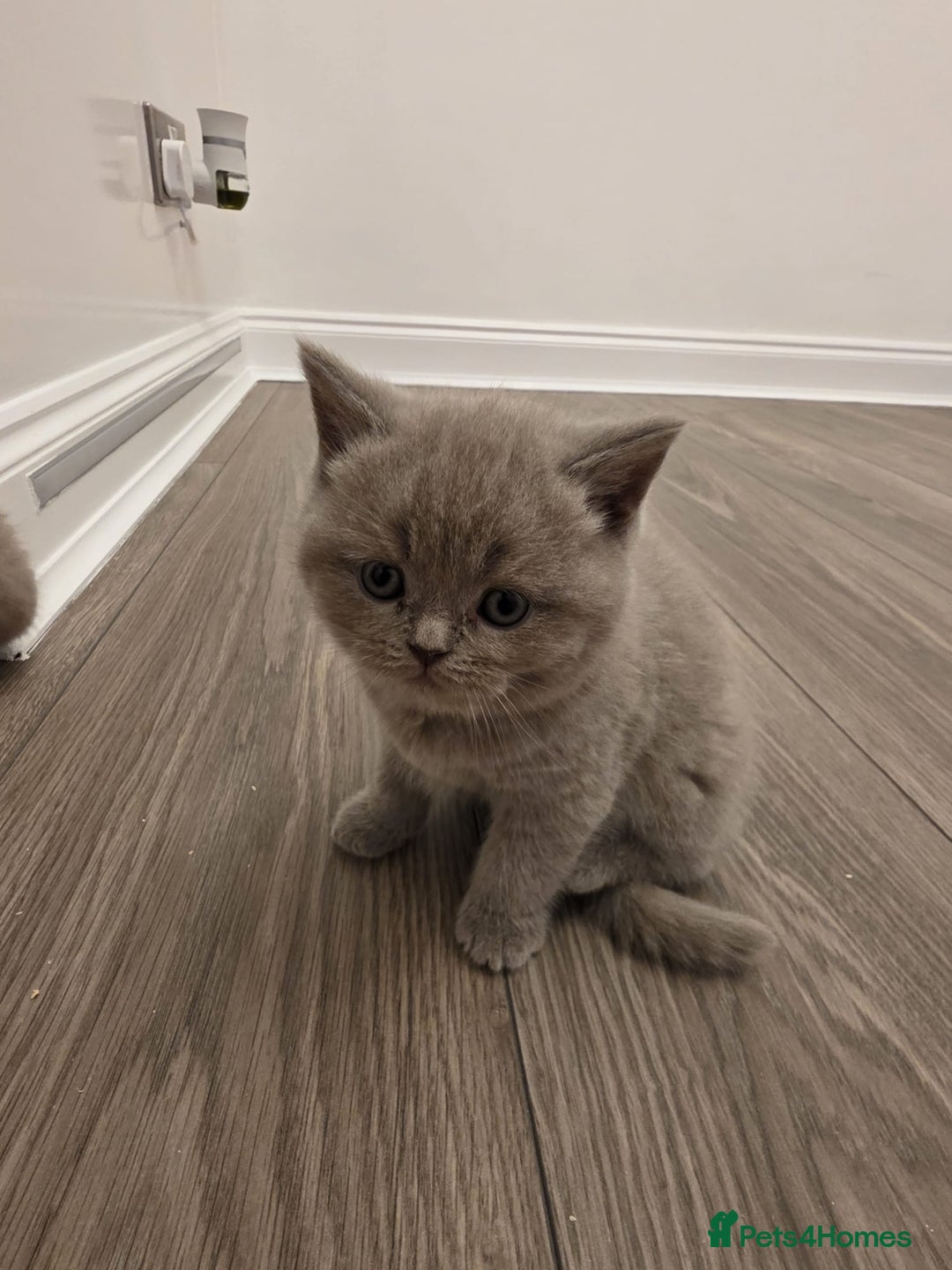 British Shorthair cats for sale: British shorthair - Advert 9