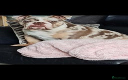 English Bulldog dogs for sale: Amazing English Bulldog Puppies - Image 2