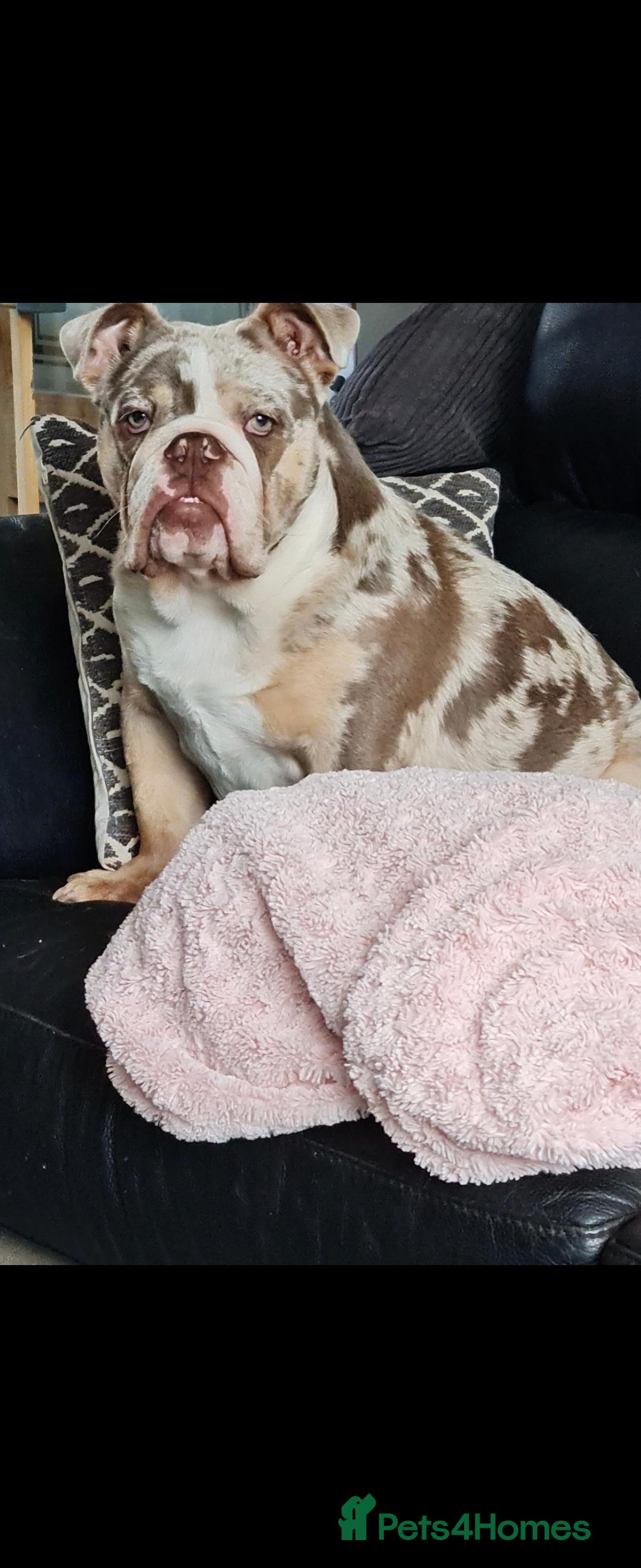 English Bulldog dogs for sale: Amazing English Bulldog Puppies - Image 2