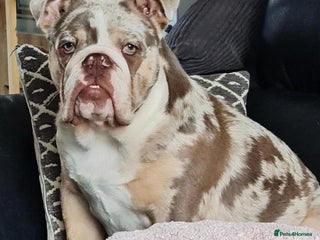 English Bulldog dogs - Advert 1